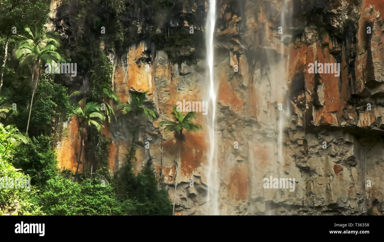 palm trees and the curtain of purlingbrook waterfall near the gold coast Stock Photo