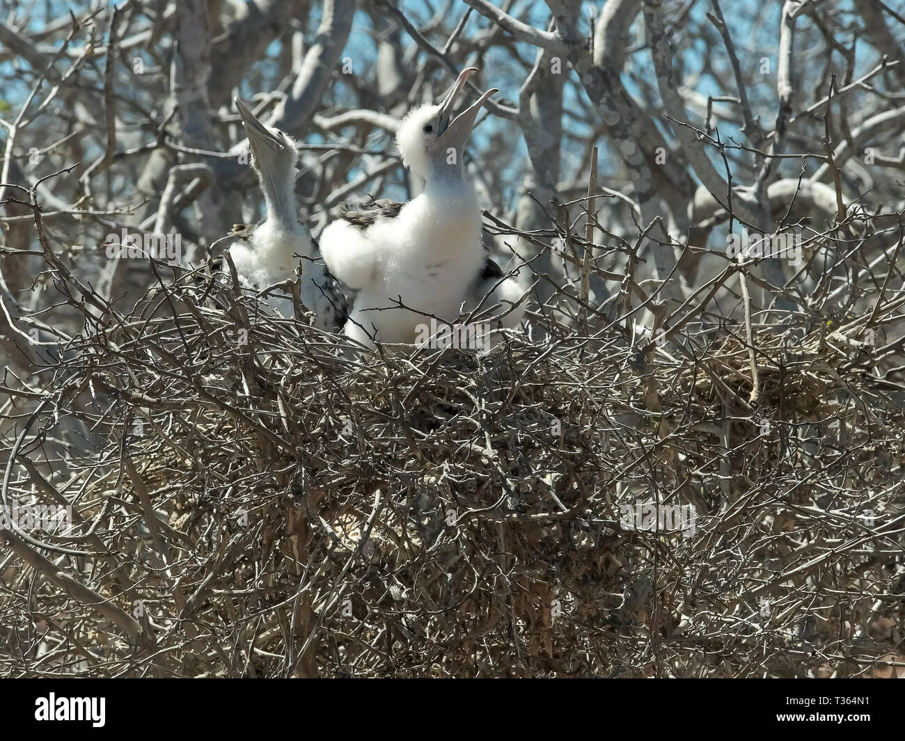 two baby frigatebirds on a nest in the galalagos islands Stock Photo