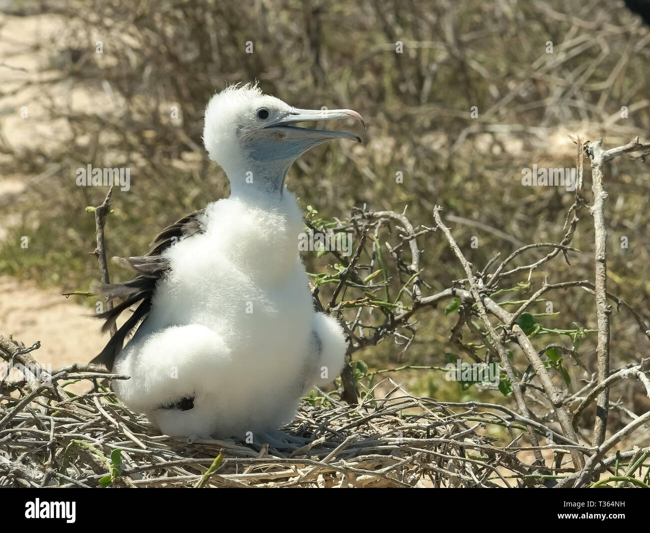 baby magnificent frigatebird in the galalagos islands Stock Photo