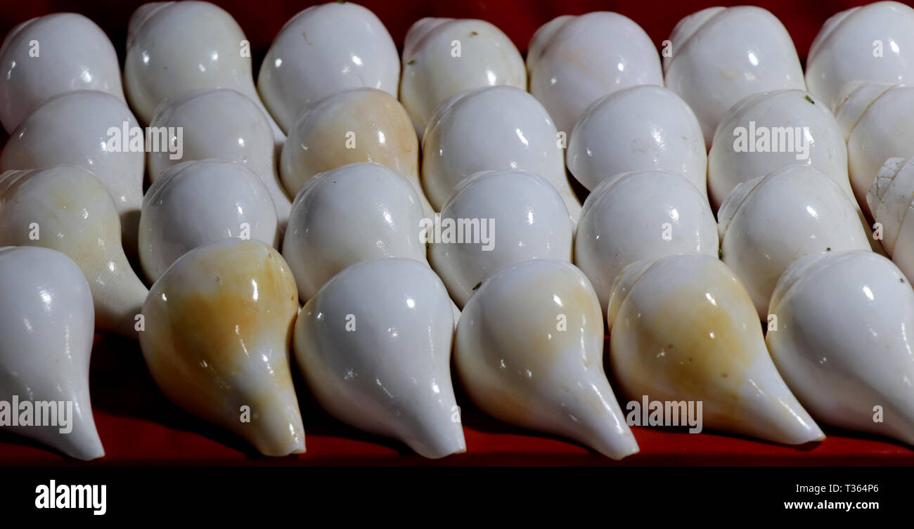 Sea shells in the market. Conch shells at Puri sea beach evening market