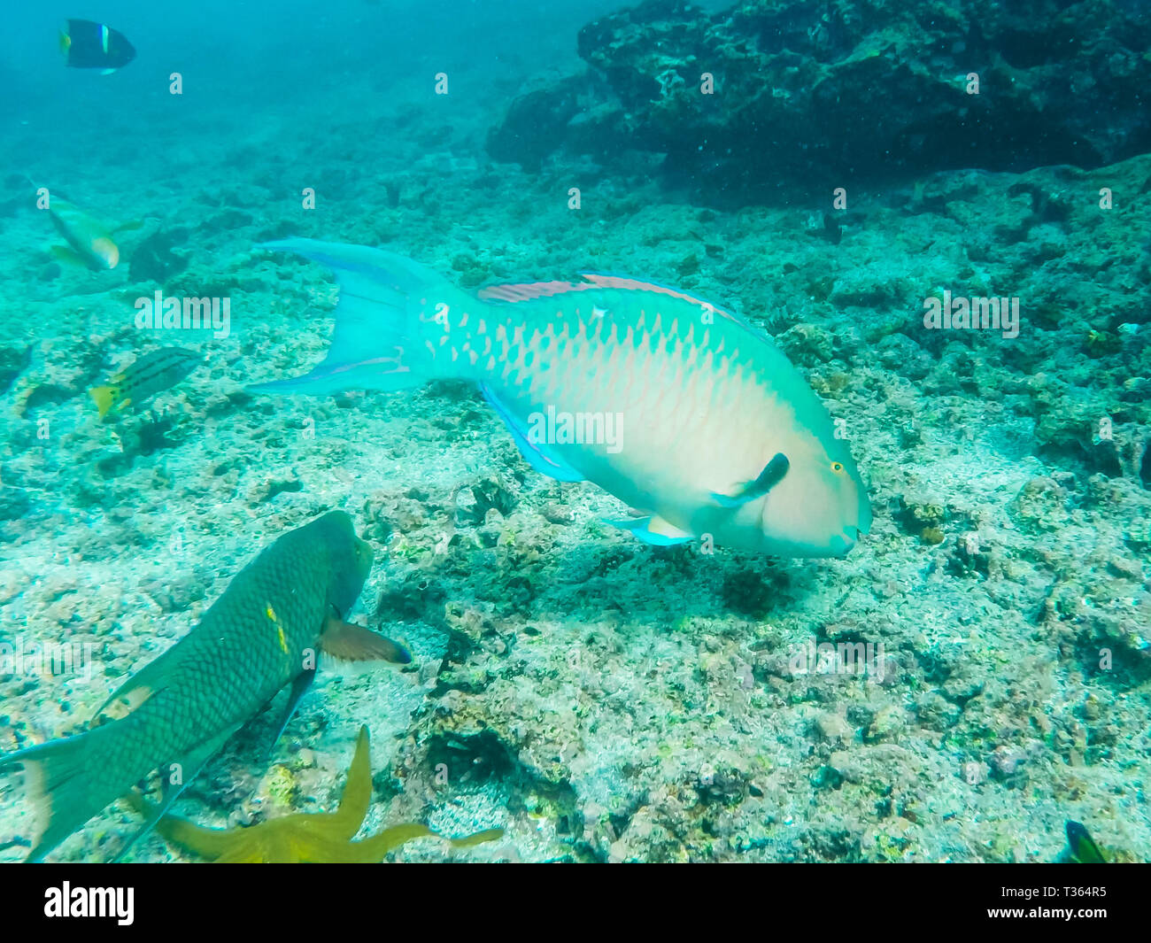 a blue-chin parrotfish at isla floreana in the galapagos Stock Photo