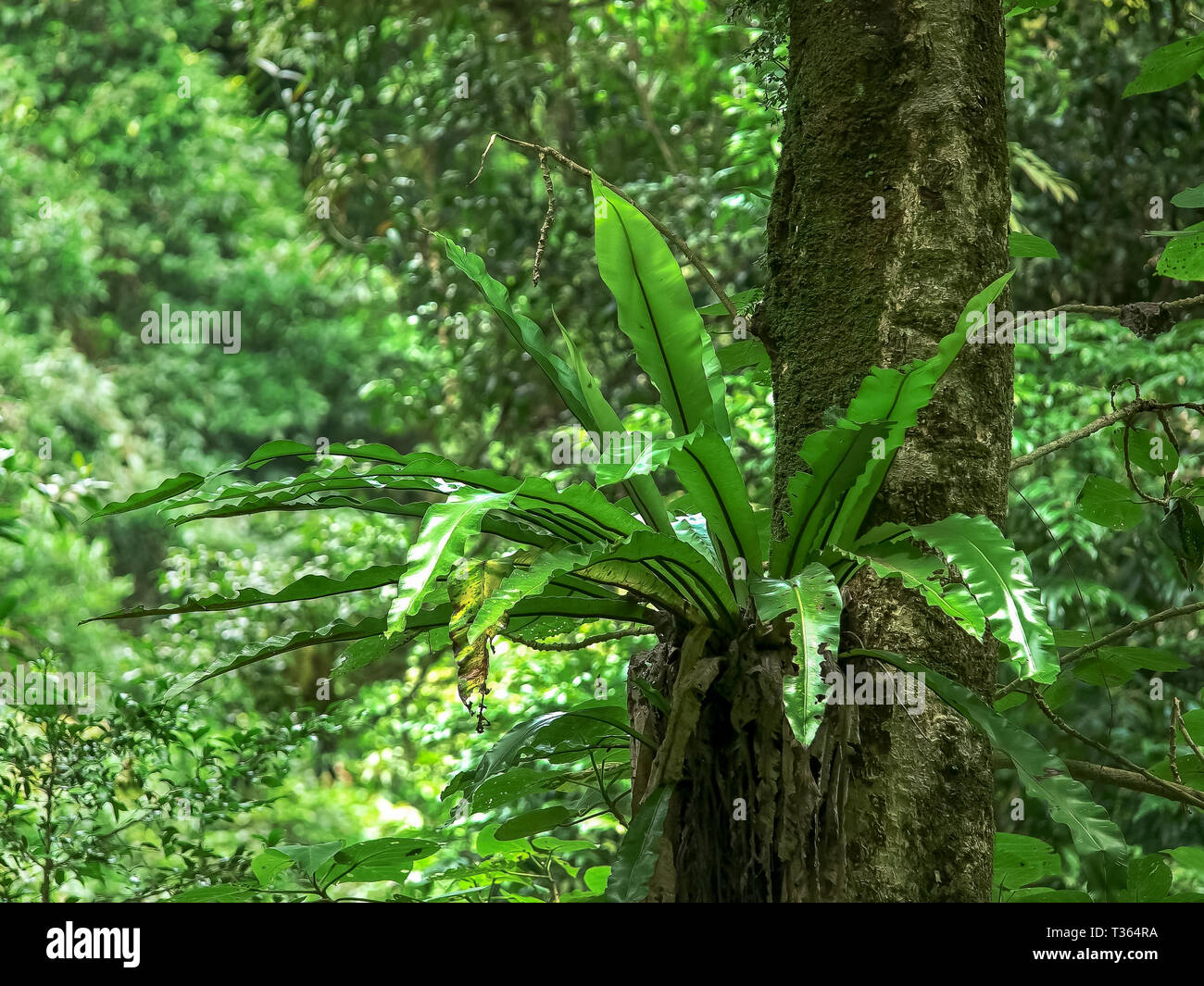 birds nest fern in a rainforest at springbrook national park Stock ...