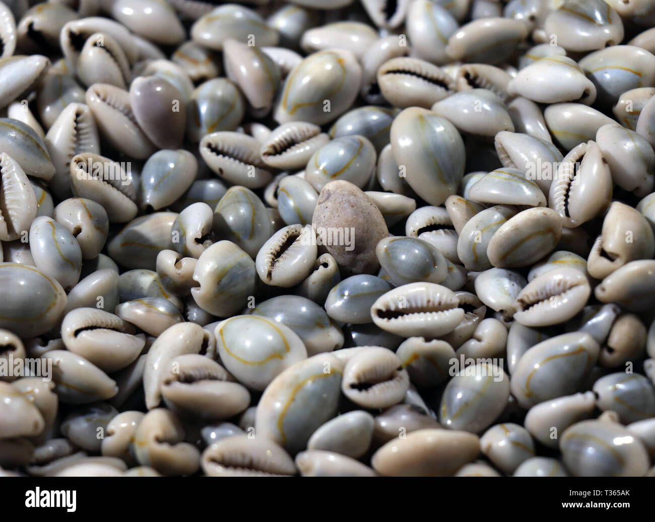 Sea shell market india hires stock photography and images Alamy
