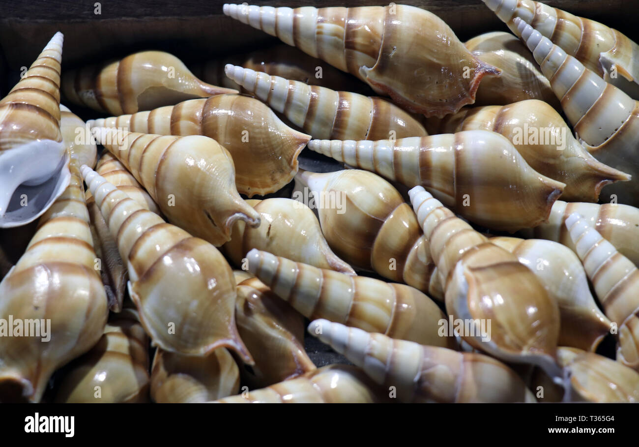 Sea shells in the market. Conch shells at Puri sea beach evening market