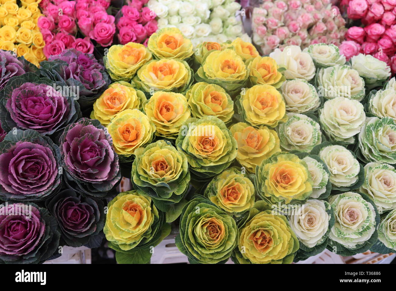 Cabbage roses hi-res stock photography and images - Alamy