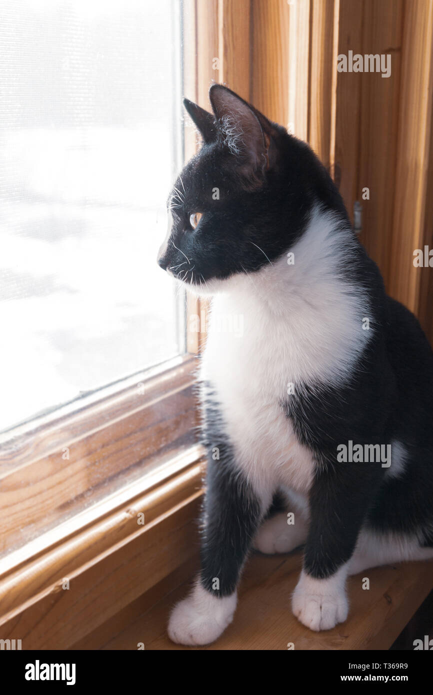Black and white young cat looking out the window at the street on a ...