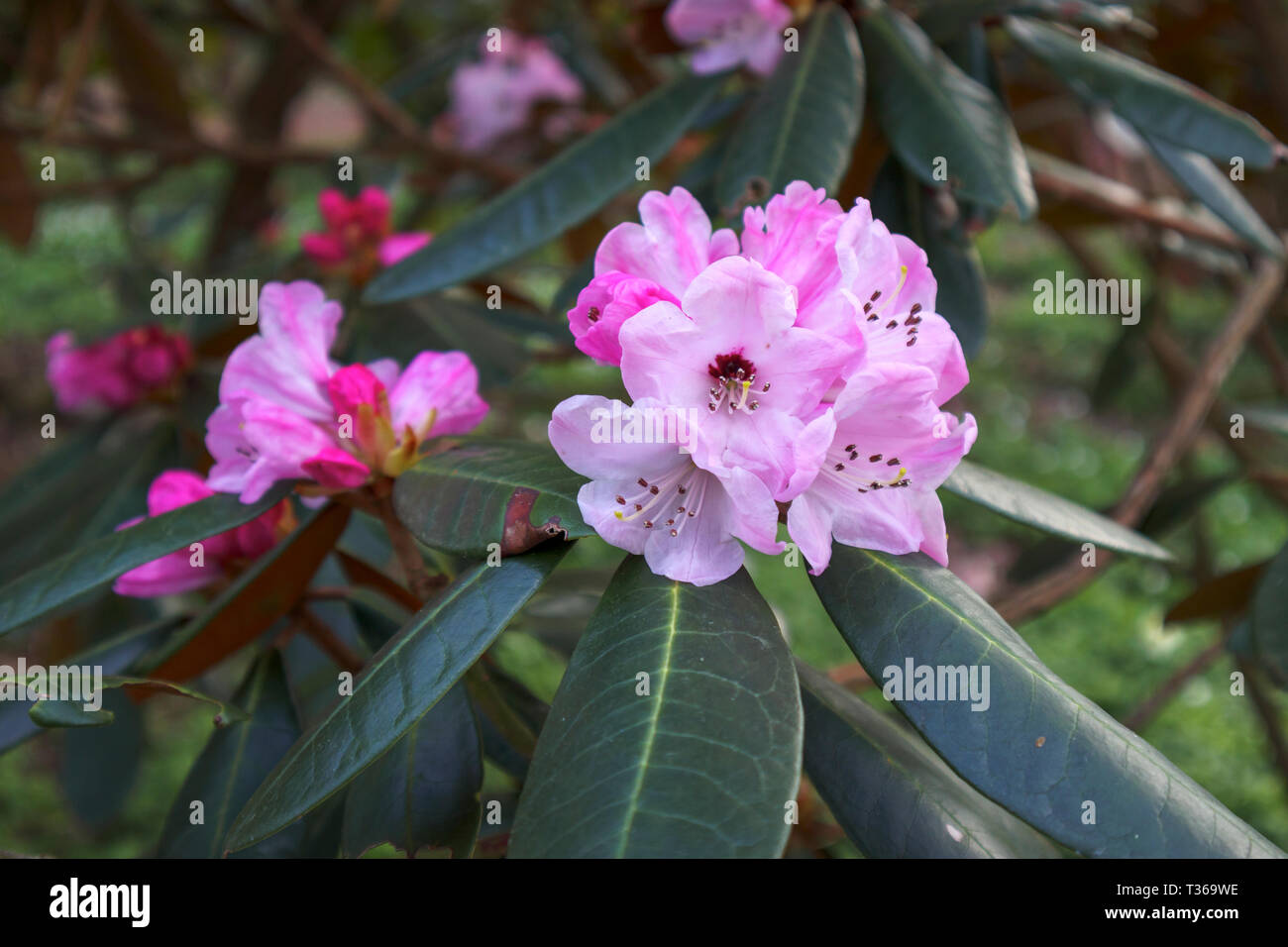 Pink rhododendron fulvum; a large shrub bush flowering in spring at the RHS Gardens in Wisley, Surrey, south-east England, UK Stock Photo