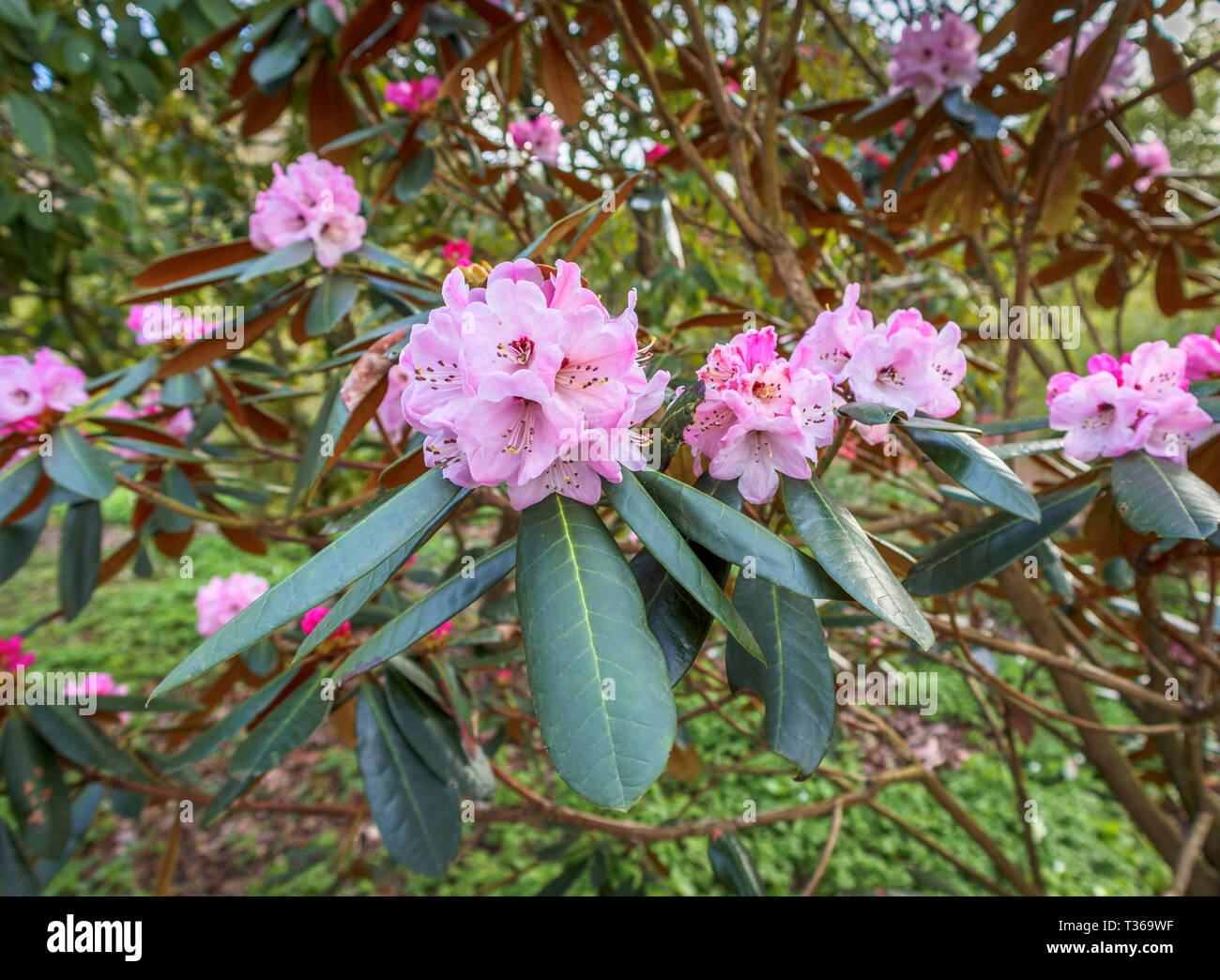 Pink rhododendron fulvum; a large shrub bush flowering in spring at the RHS Gardens in Wisley, Surrey, south-east England, UK Stock Photo