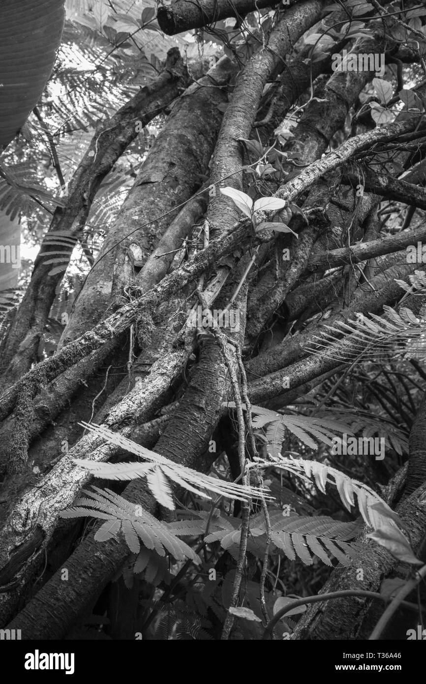 Tropical plants in large Black and White Stock Photos & Images - Alamy