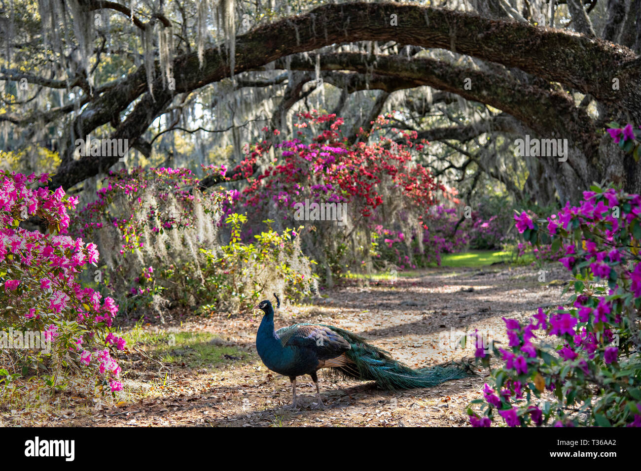 Magnolia Plantation Gardens Spring Stock Photos Magnolia