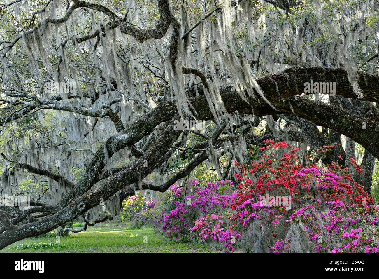 Giant Live Oak limbs form a natural tree tunnel over blooming azalea shrubs  and covered with Spanish Moss in spring at Magnolia Plantation in  Charleston, South Carolina. The plantation and gardens were