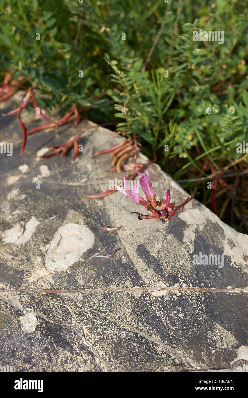 Astragalus monspessulanus Stock Photo