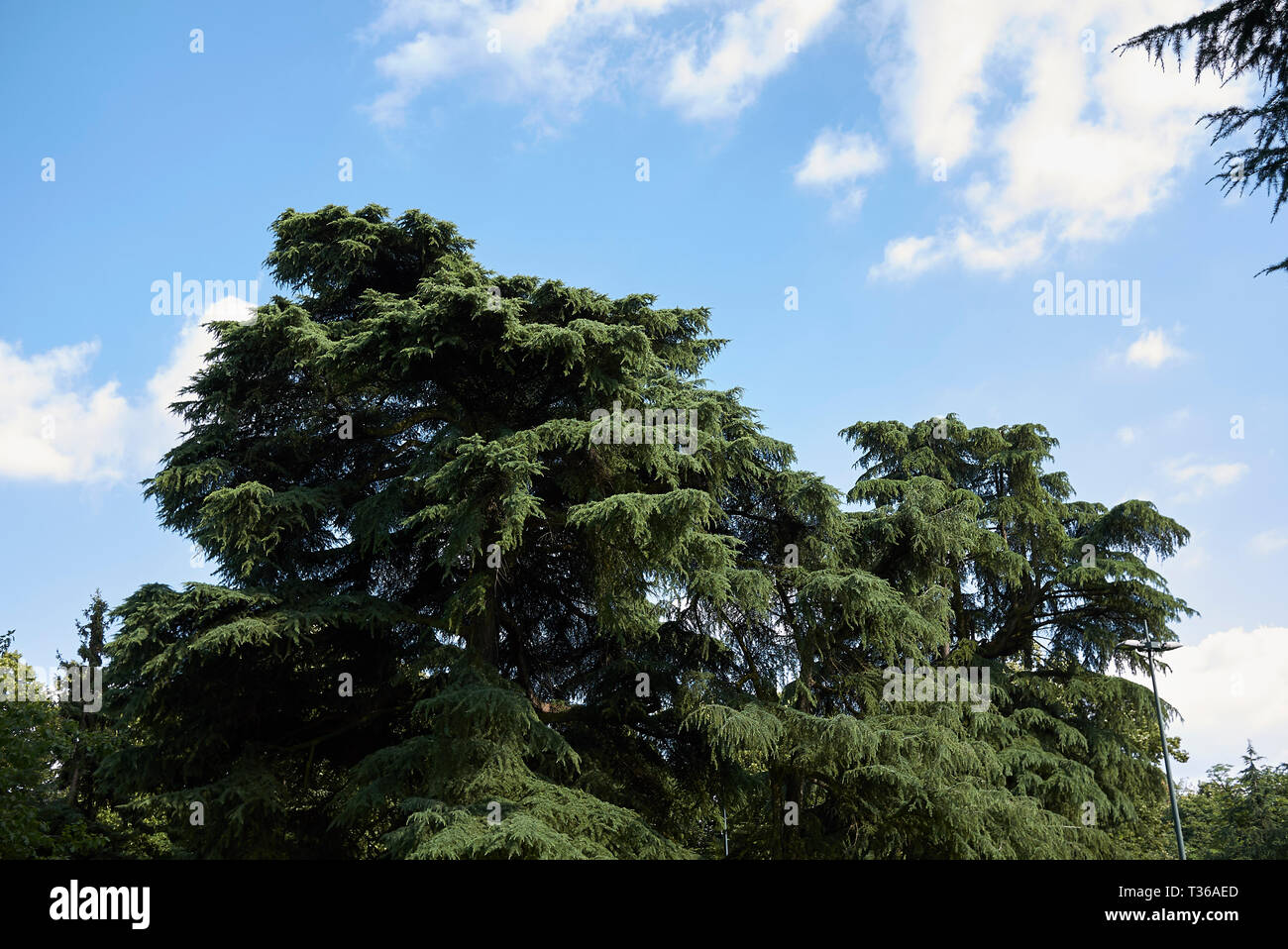 Cedrus libani trees in a public park Stock Photo