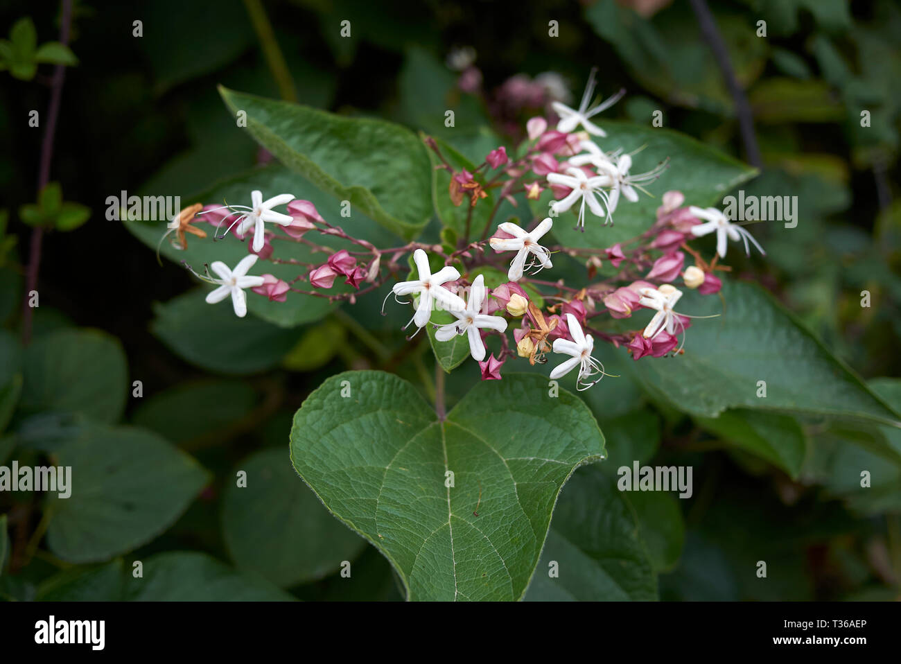 Clerodendrum trichotomum in bloom Stock Photo