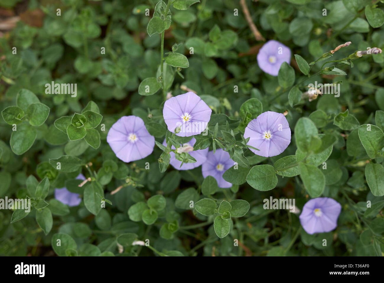 Convolvulus sabatius violet flowers Stock Photo