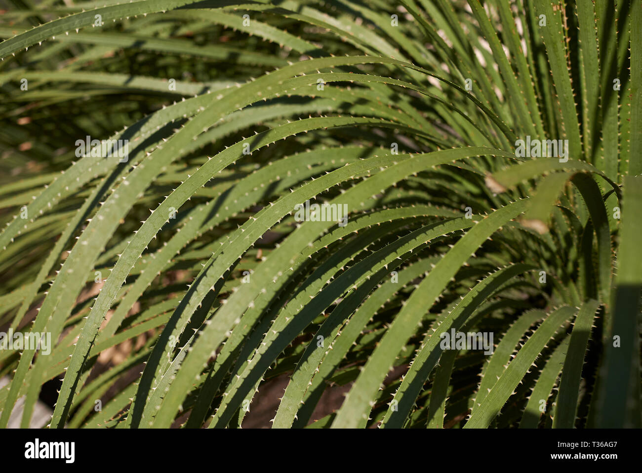 Dasylirion serratifolium close up Stock Photo