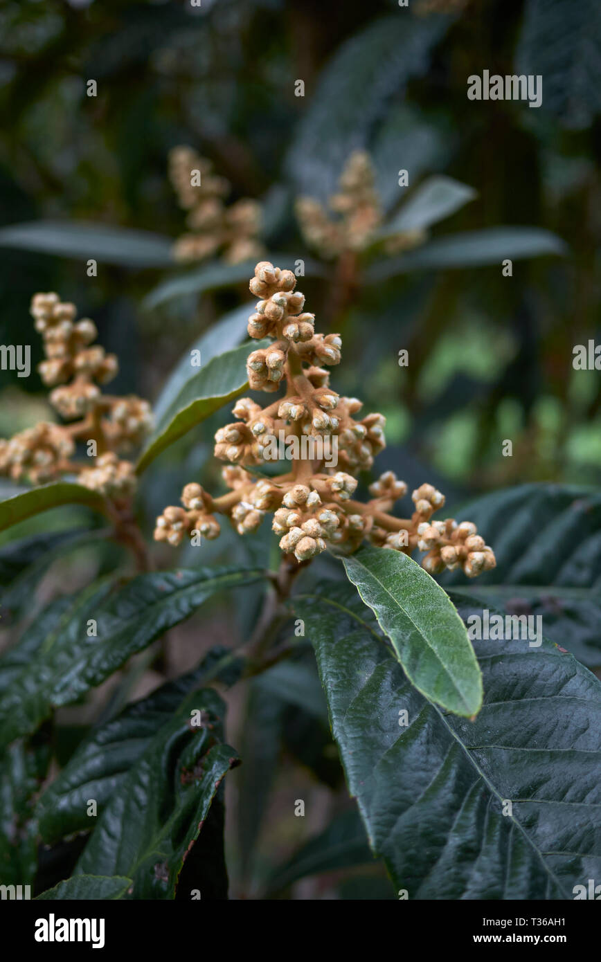 Eryobotria japonica, medlar fruit Stock Photo