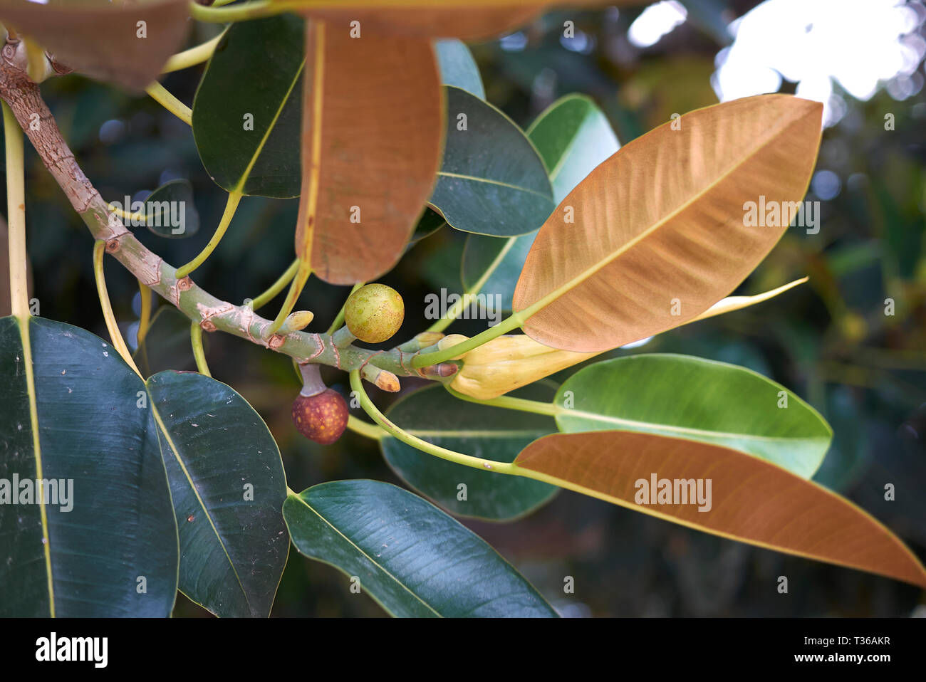 Ficus macrophylla branch close up Stock Photo