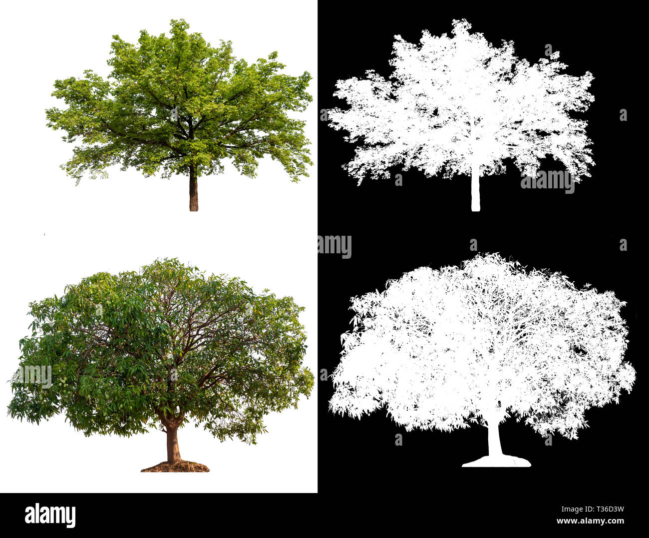 Tree black white png hi-res stock photography and images - Alamy