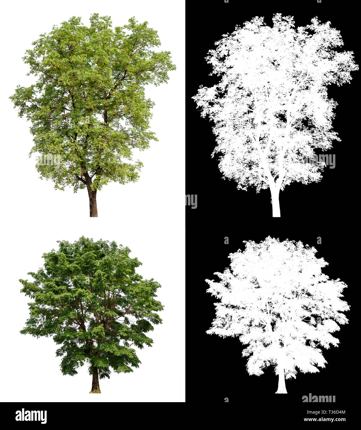 Tree black white png hi-res stock photography and images - Alamy