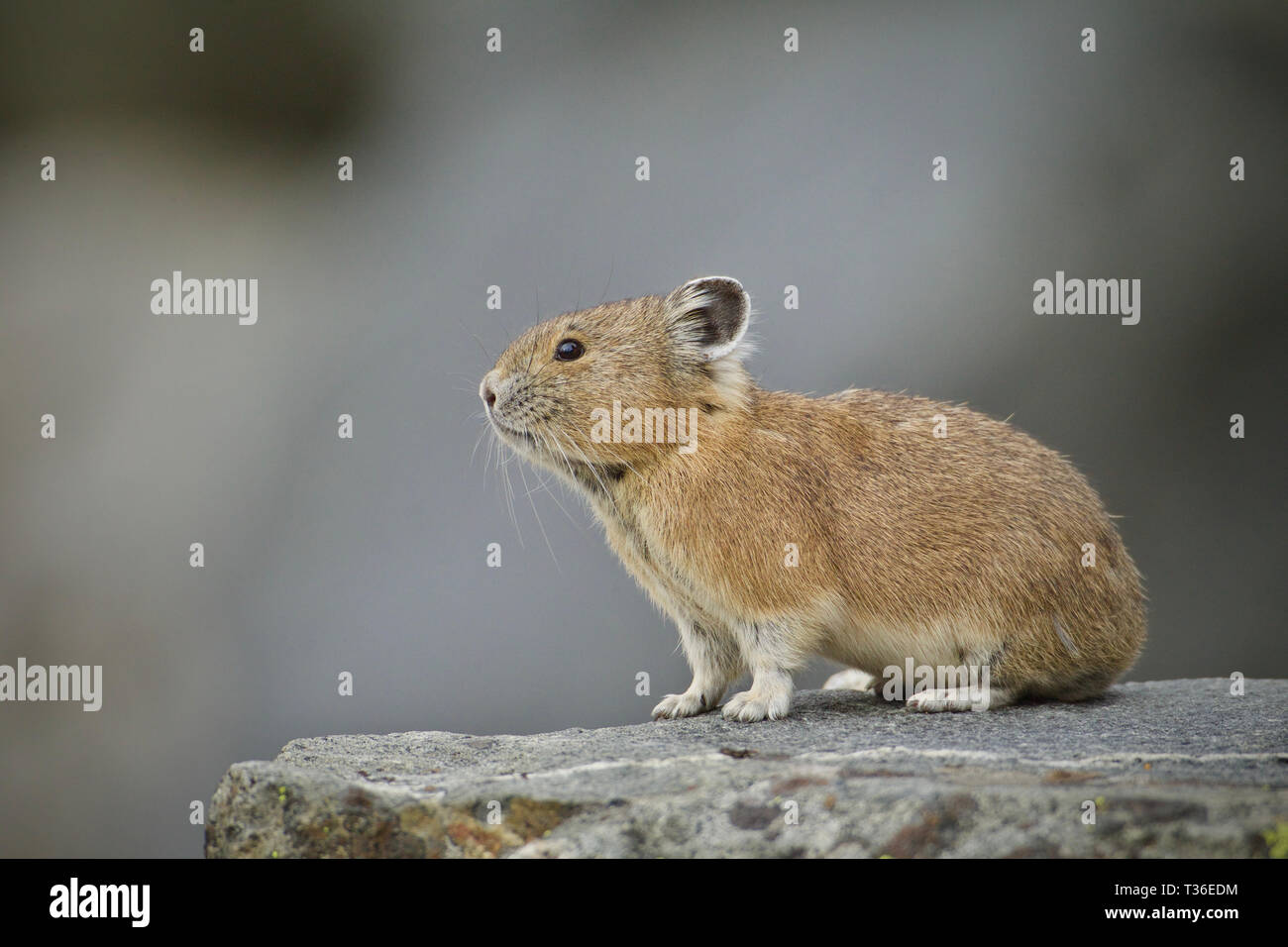 American Pika in the Cascade Mountains of the Pacific Northwest - the Pika is an indicator species for the effects of climate change Stock Photo