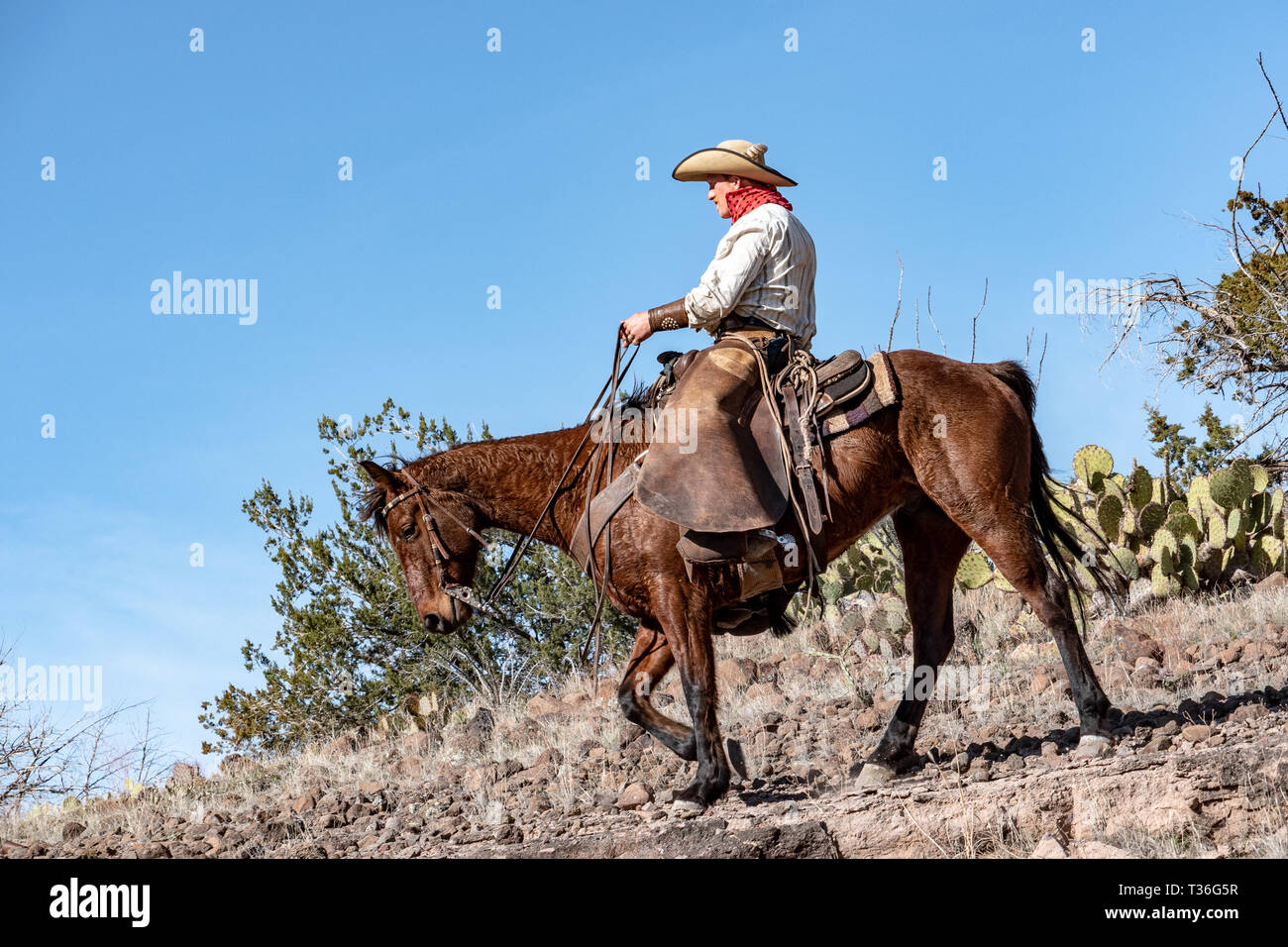 Working cowboy and horse in Arizona desert Stock Photo Alamy