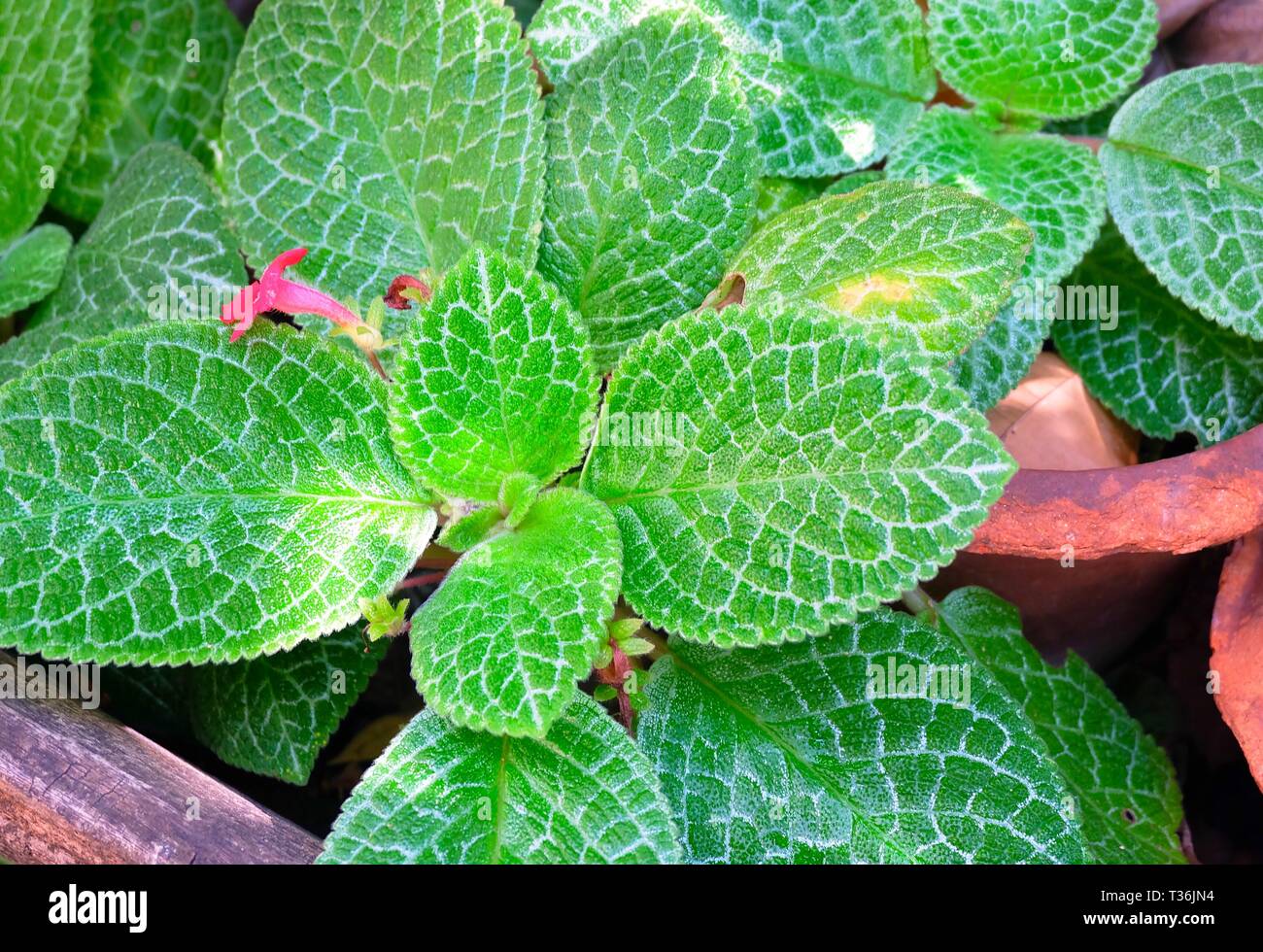 Flower and Plant, Episcia or Flame Violet Plants. A Native Plant in Tropical Regions of Central and South America for Garden Decoration. Stock Photo