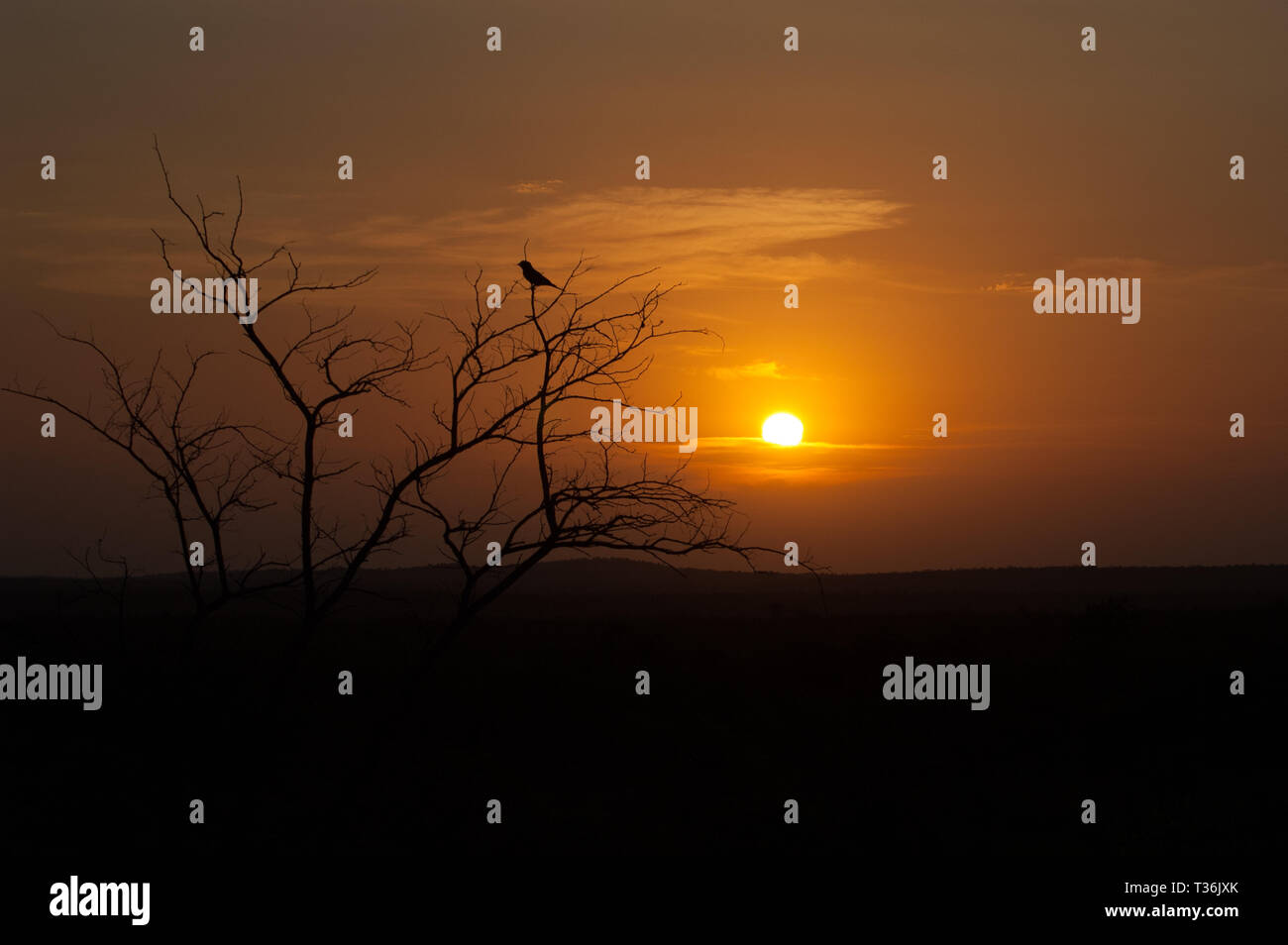 wild animal Kruger park South Africa Stock Photo - Alamy