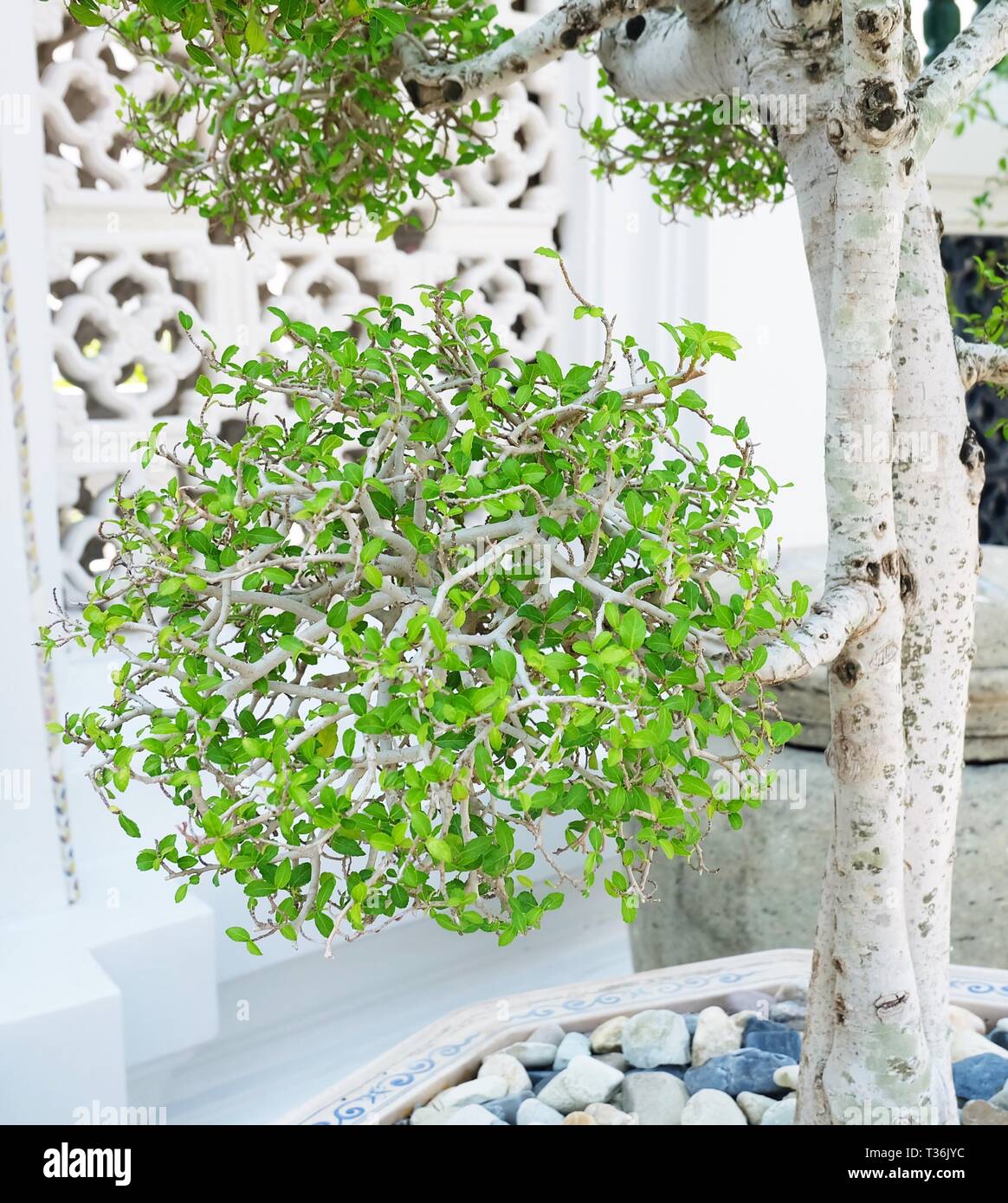 Houseplant, Fresh Green Beautiful Streblus Asper or Siamese Rough Bush Bonsai Tree in A Flowerpot for Garden Decoration. Stock Photo