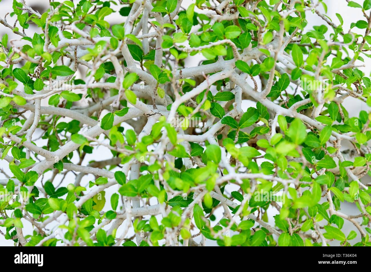 Background Pattern, Beautiful Abstract Green Leaves Wall of Streblus Asper, Siamese Rough Bush or Toothbrush Tree Background. Stock Photo