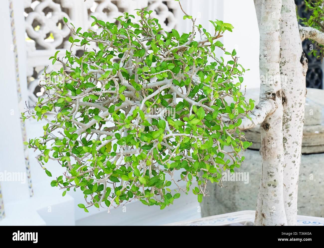 Houseplant, Fresh Green Beautiful Streblus Asper or Siamese Rough Bush Bonsai Tree in A Flowerpot for Building Decoration. Stock Photo