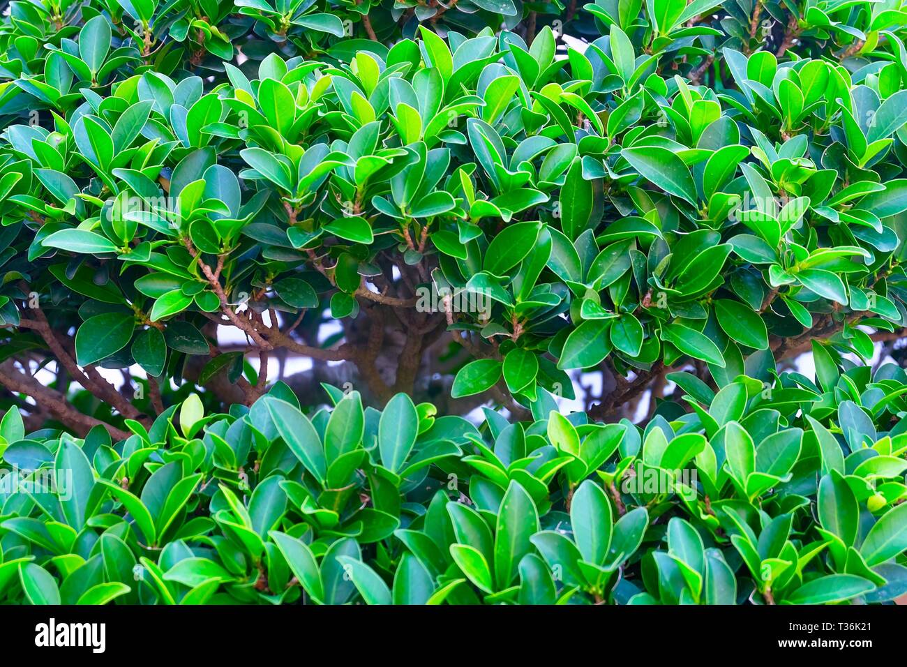 Nature and Tree, Close Up Background of Ficus Microcarpa or Chinese Banyan, Malayan Banyan, Taiwan Banyan, Indian Laurel, Curtain Fig, or Gajumaru Tre Stock Photo