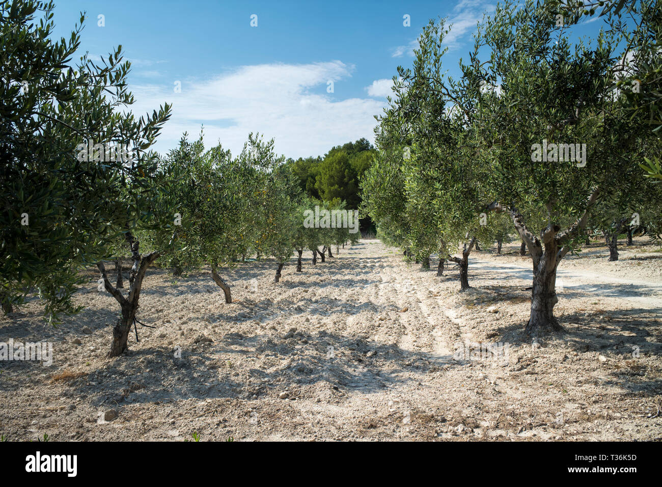 Olive grove of Nocellara olives for extra virgin olive oil production at  Azienda Agricola Mandranova at Palma di Montechiaro in Sicily, Italy Stock  Photo - Alamy