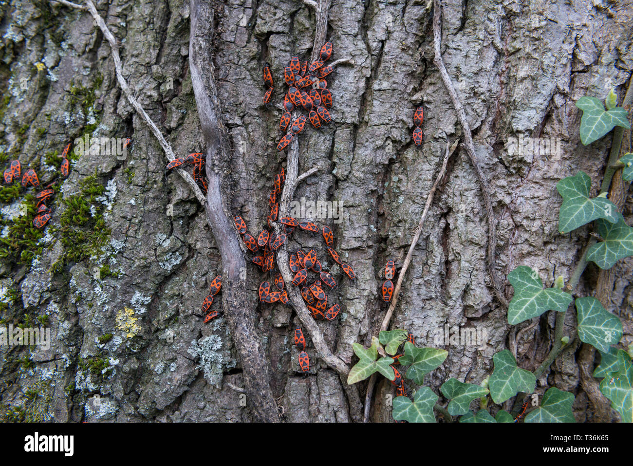 Group bug on bark tree hi-res stock photography and images - Alamy