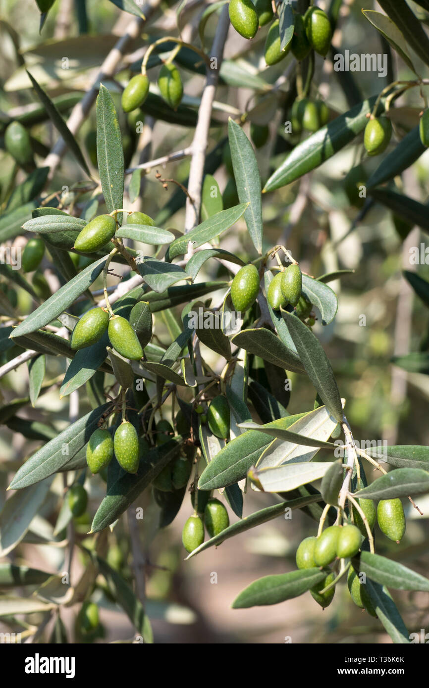 Coratina olives growing for extra virgin olive oil production at Azienda  Agricola Mandranova at Palma di Montechiaro in Sicily Stock Photo - Alamy