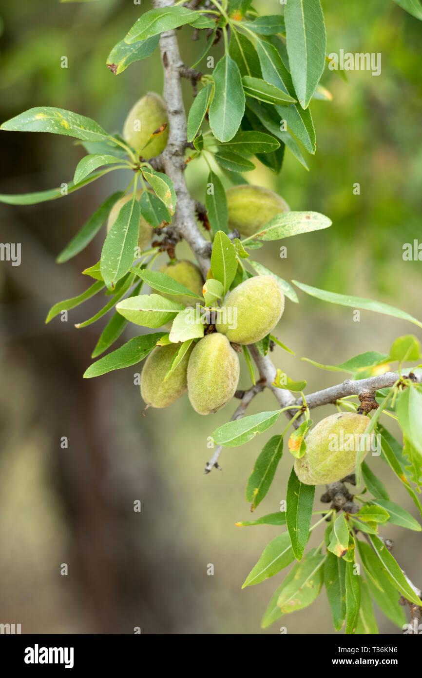 Almonds growing in ancient almond grove for nut production for export