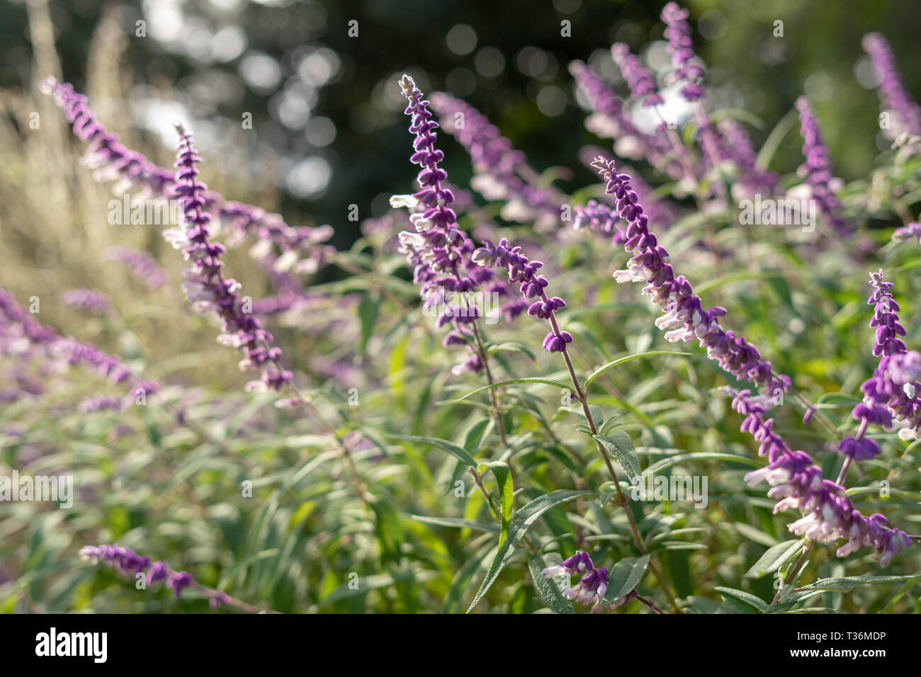 Australian spring flowers hires stock photography and images Alamy