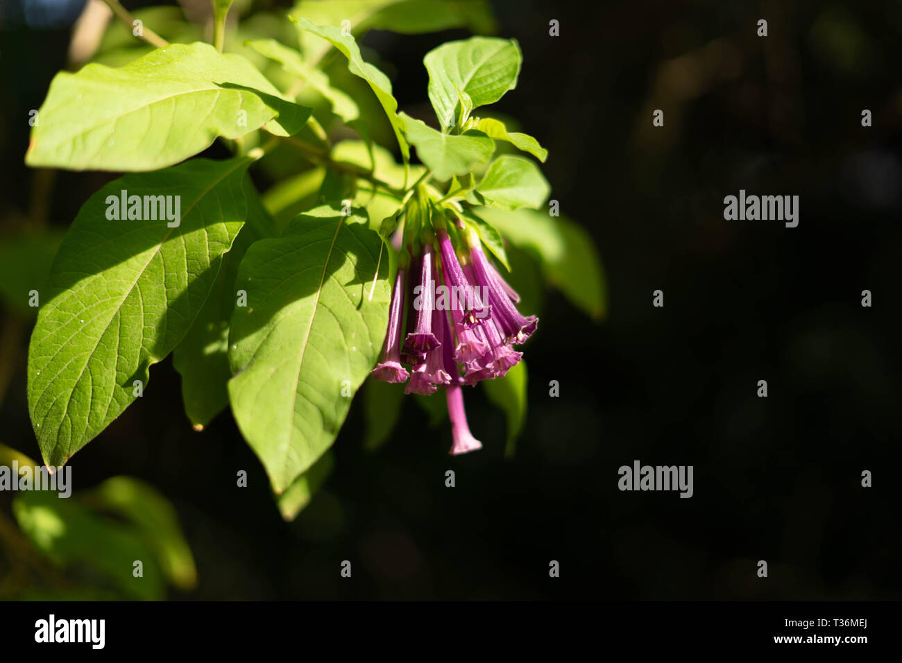 Close up of purple bell flowers with negative space background Stock Photo