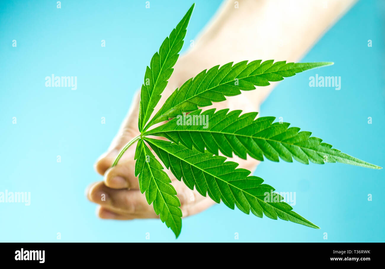Cannabis marihuana Cannabis samen Blatt Hand Stockfotografie - Alamy