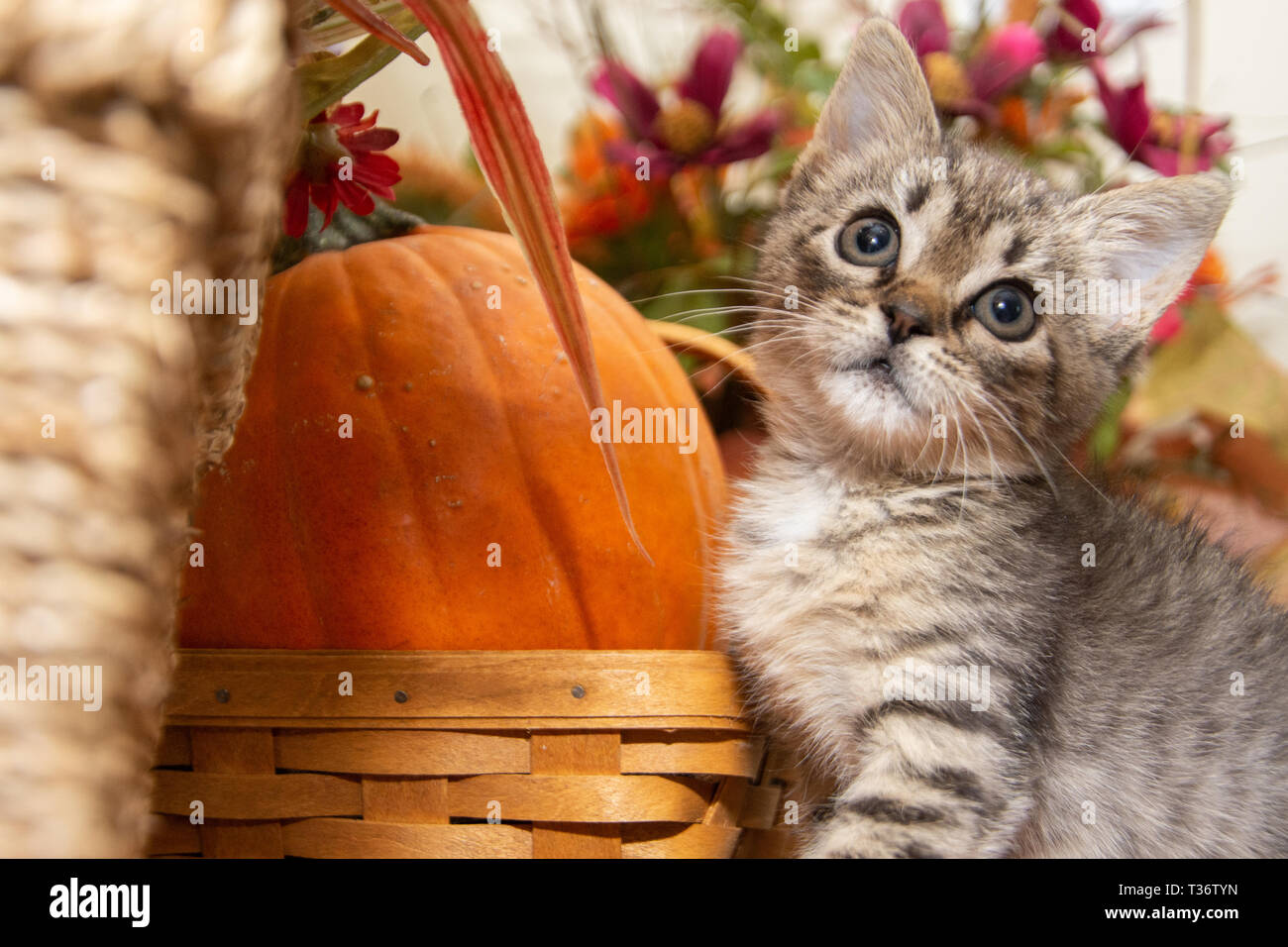 A young orphaned kitten, recently rescued, is curious about her new environment & all the autumn decorations that surround her. Stock Photo