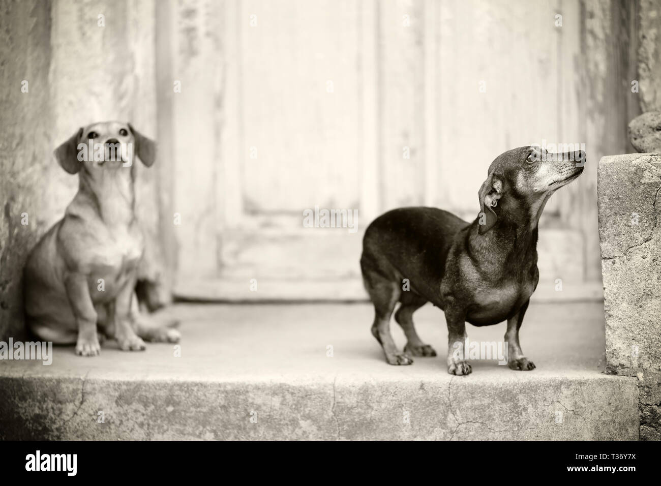 Monochrome image of two sad and scared, abandoned dashhund mix dogs, waiting at the frontdoor of diserted house. Shallow depth of field, selective foc Stock Photo
