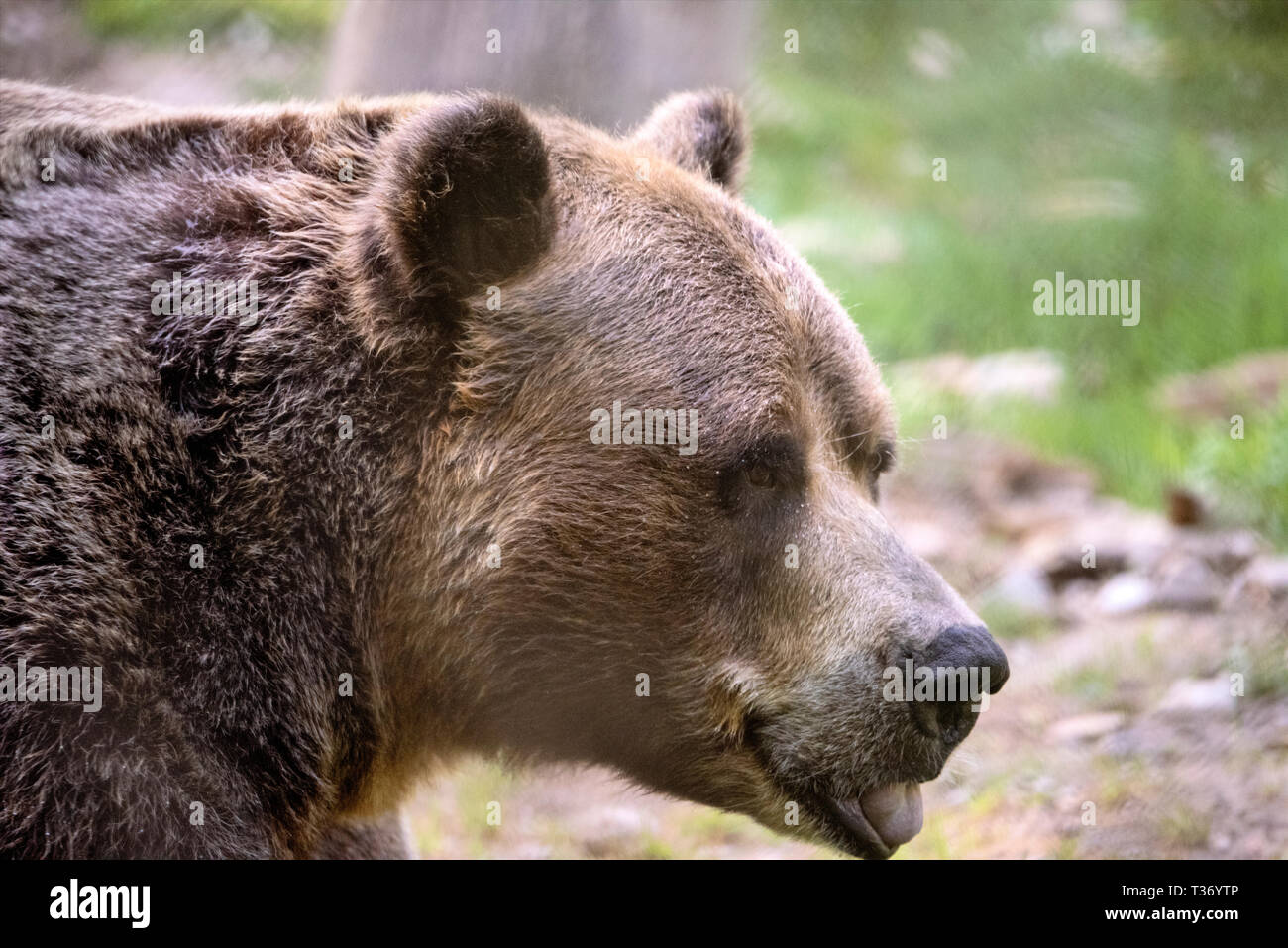 Grizzly bear close up Stock Photo
