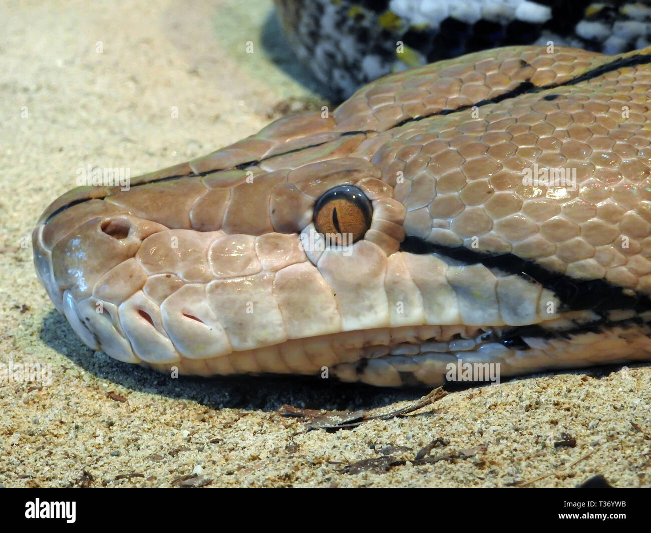Python snake close up Stock Photo - Alamy