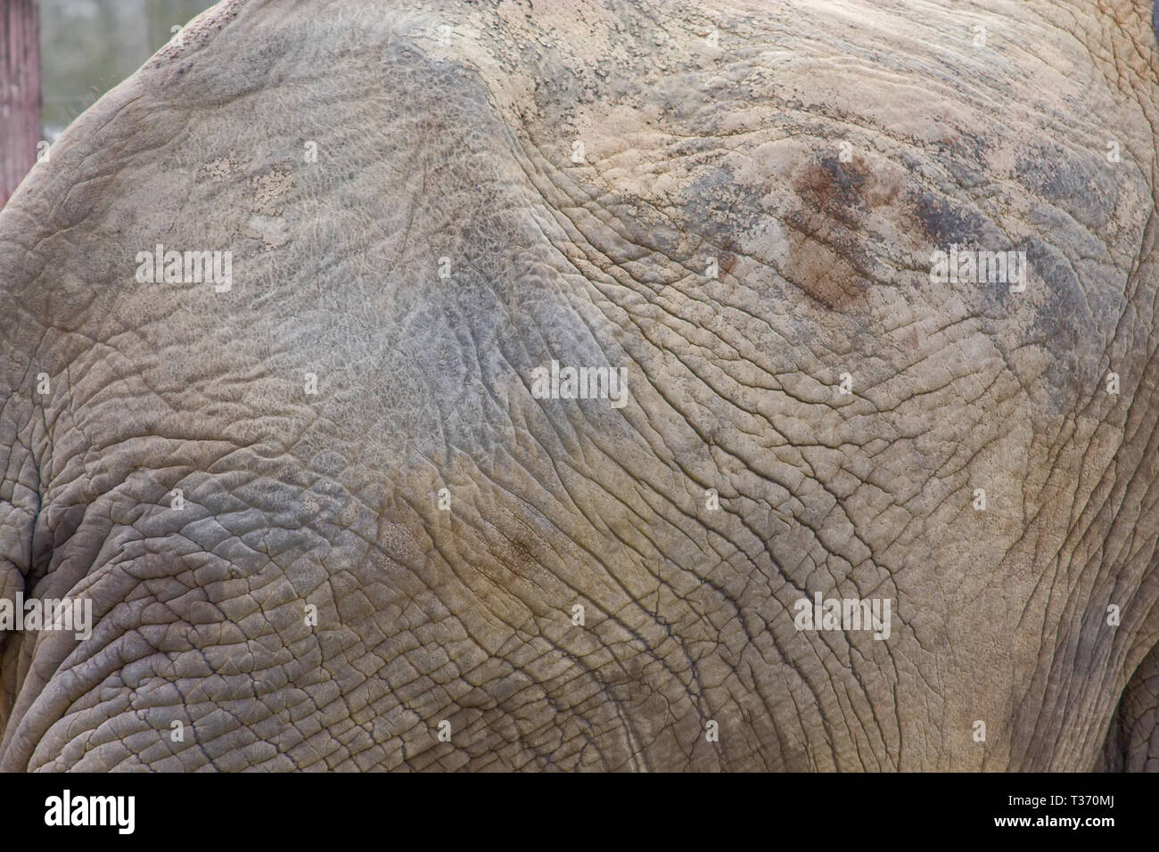 Close up of an elephants wrinkled skin Stock Photo Alamy