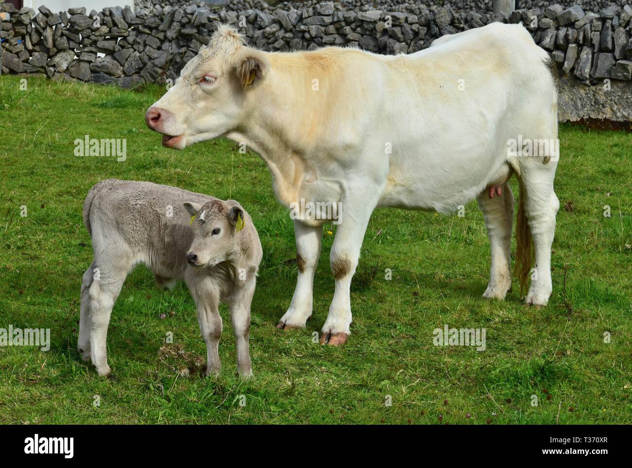 A young calf, a few days old, and its mother on a meadow in Ireland. The dried umbilical cord is still to be seen. Stock Photo