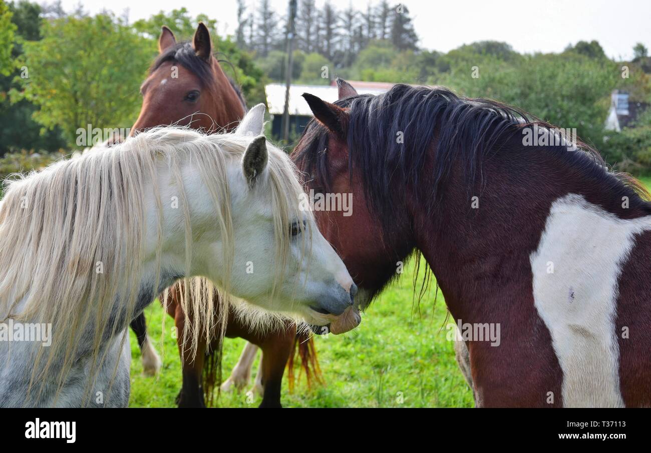 Two horses sniff each other. One is a dappled gray, the other a piebald. Other horses are in the background. Ireland. Stock Photo