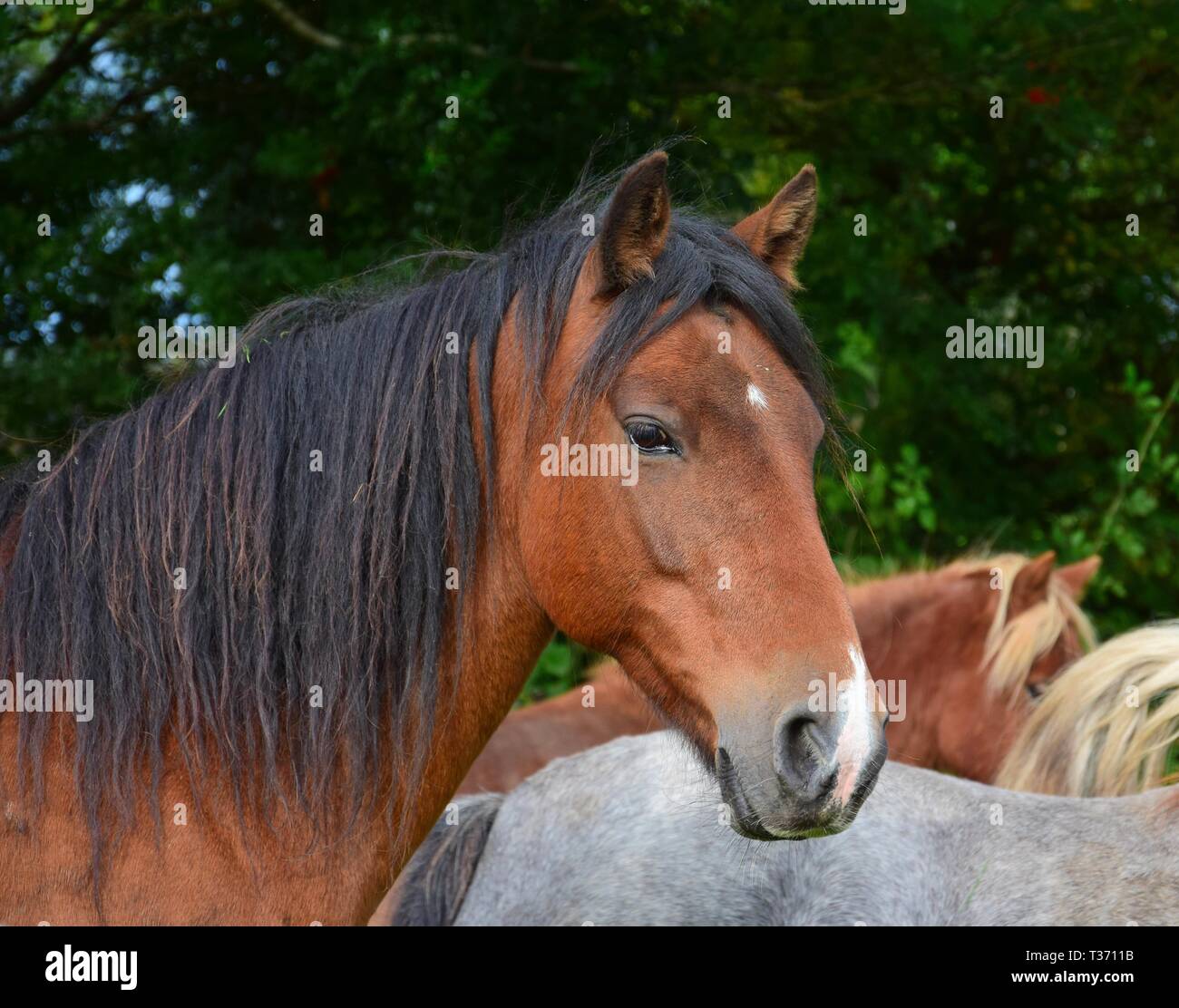 Portrait of a beautiful bay horse in Ireland. Other horses and some trees in the background. Stock Photo