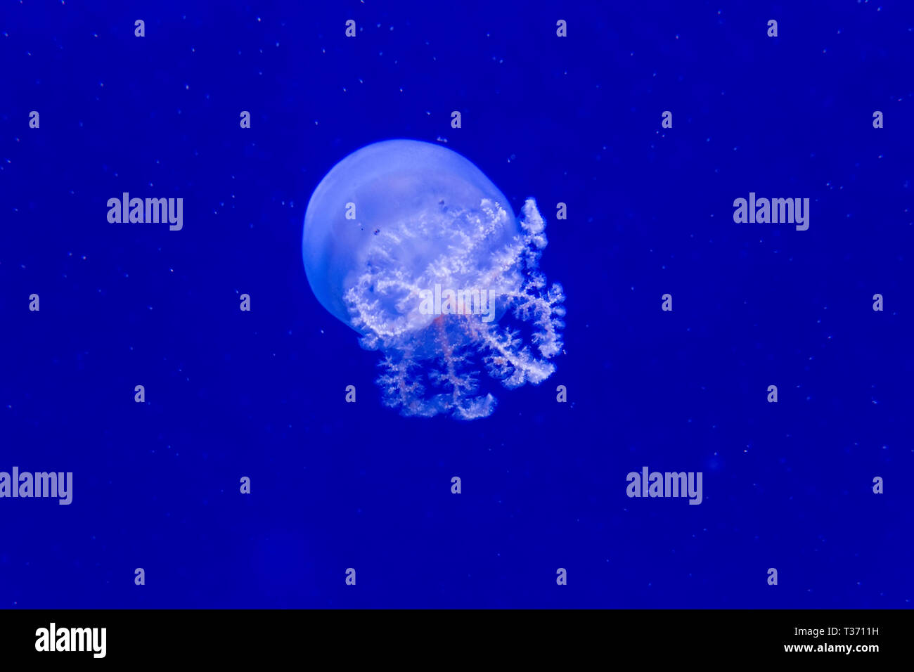 Cannonball swimming hires stock photography and images Alamy