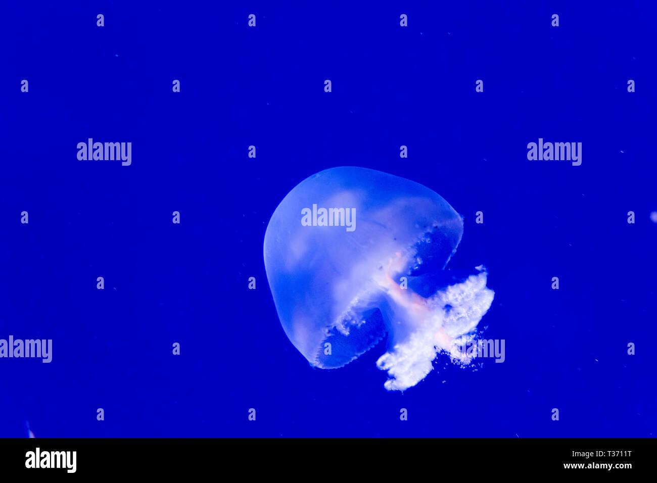 Cannonball swimming hires stock photography and images Alamy