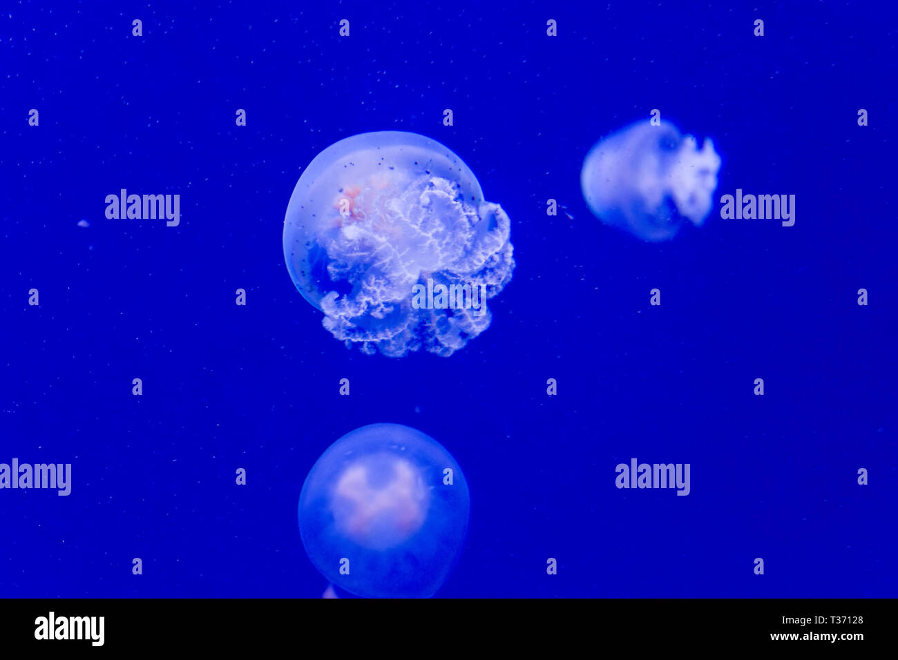 Cannonball jellyfish Stock Photo Alamy